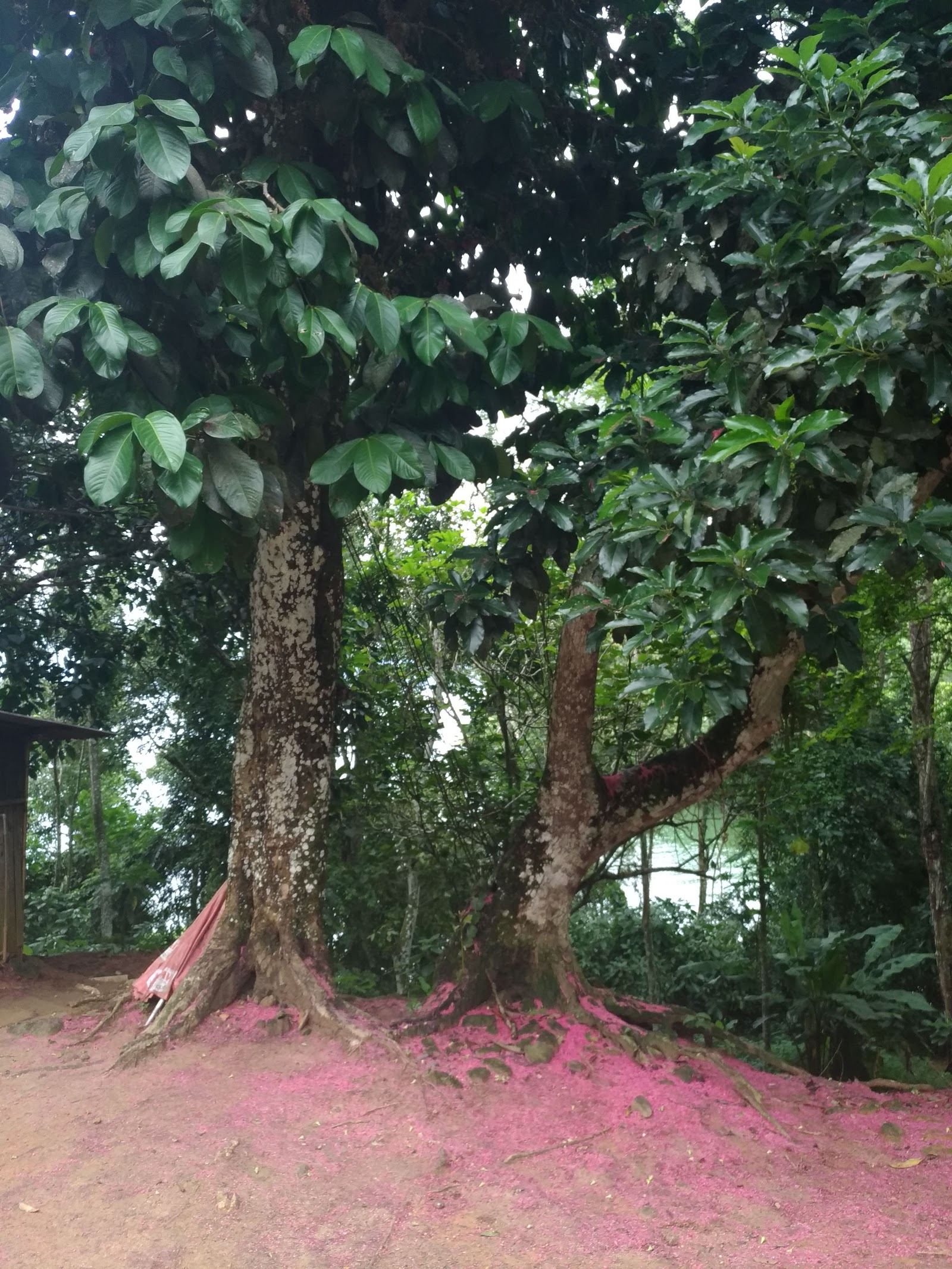Praia do Tanguá