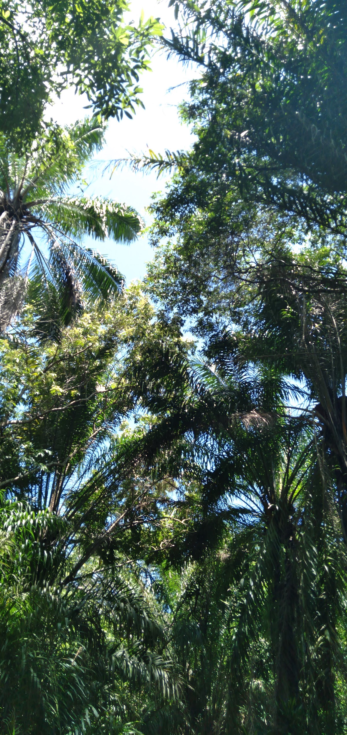 Área de Preservação Ambiental Venceslau Monteiro