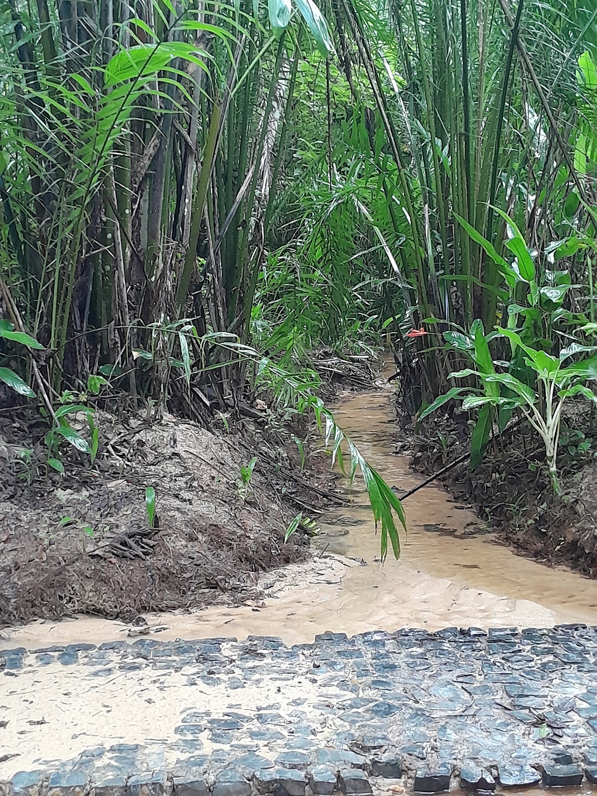 Área de Preservação Ambiental Venceslau Monteiro