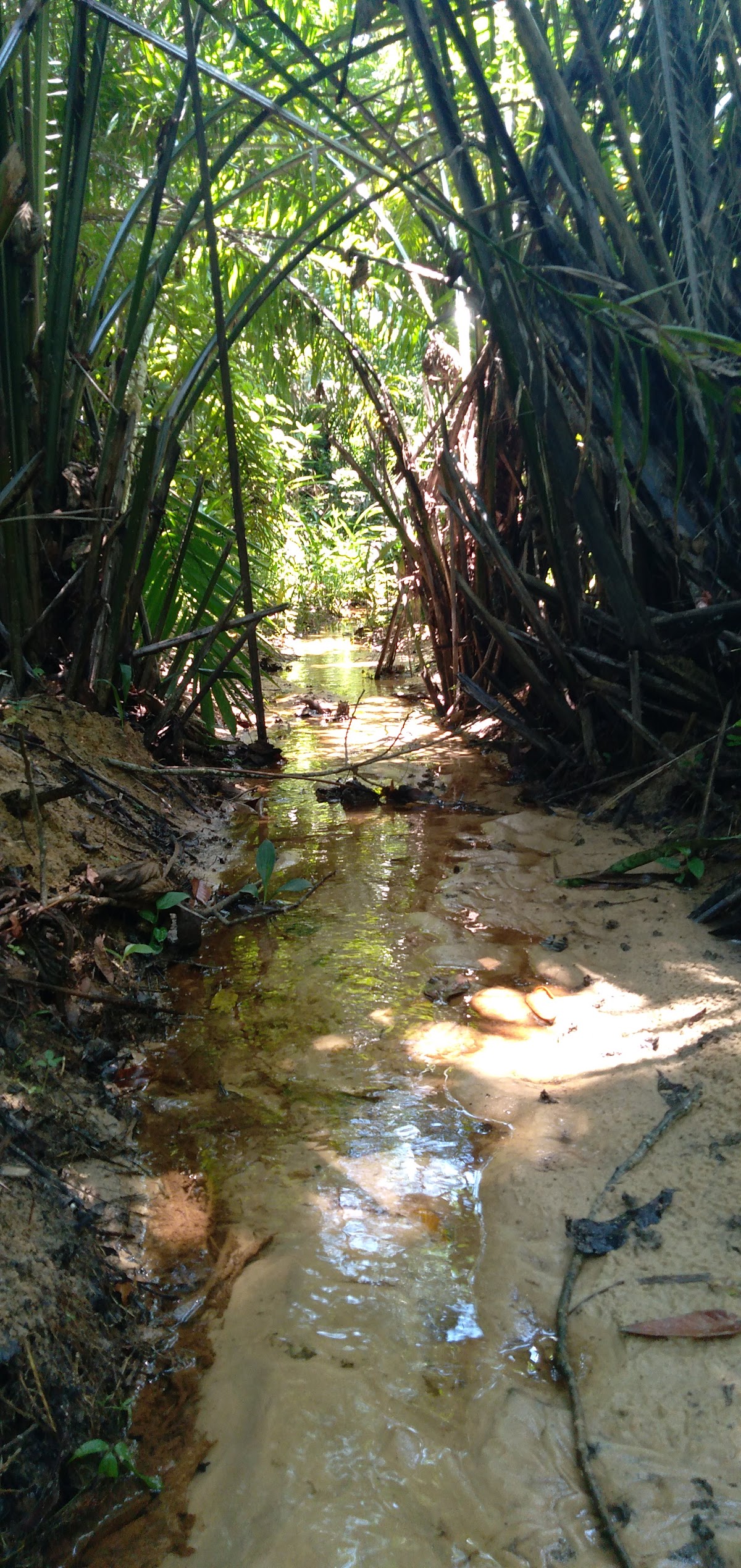 Área de Preservação Ambiental Venceslau Monteiro