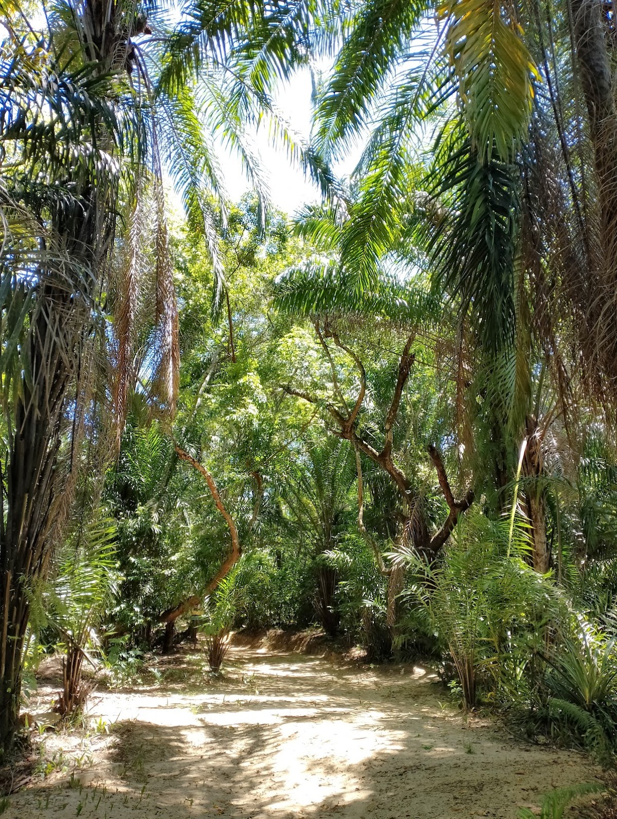 Área de Preservação Ambiental Venceslau Monteiro