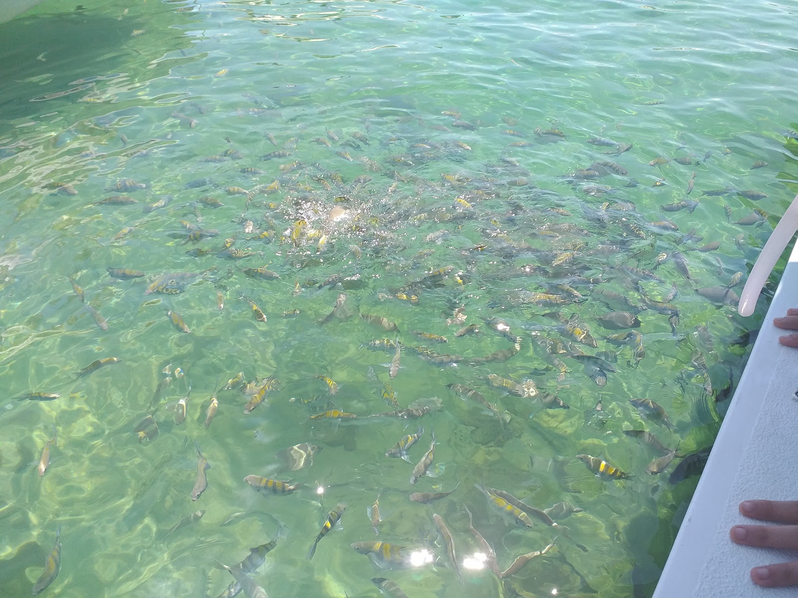 Flutuante Lagoa Verde
