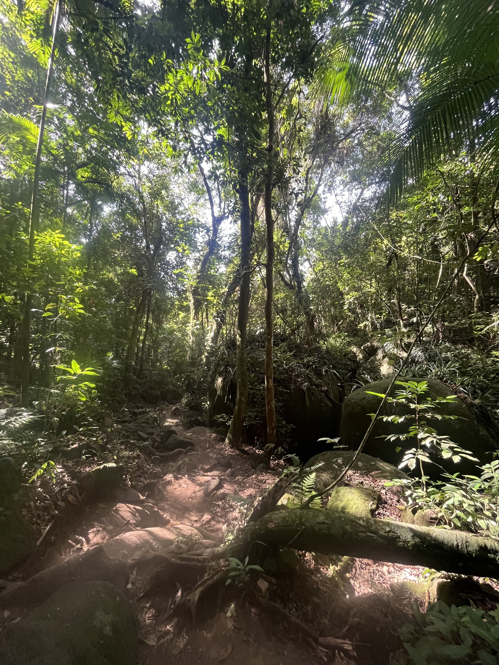 Trilha para Lopes Mendes