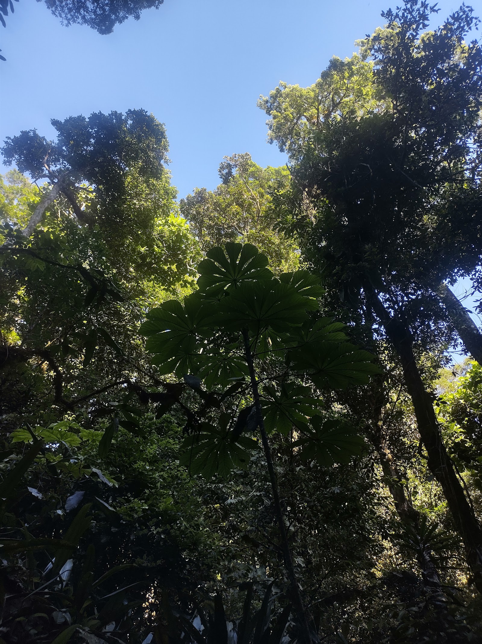 Pico do Papagaio