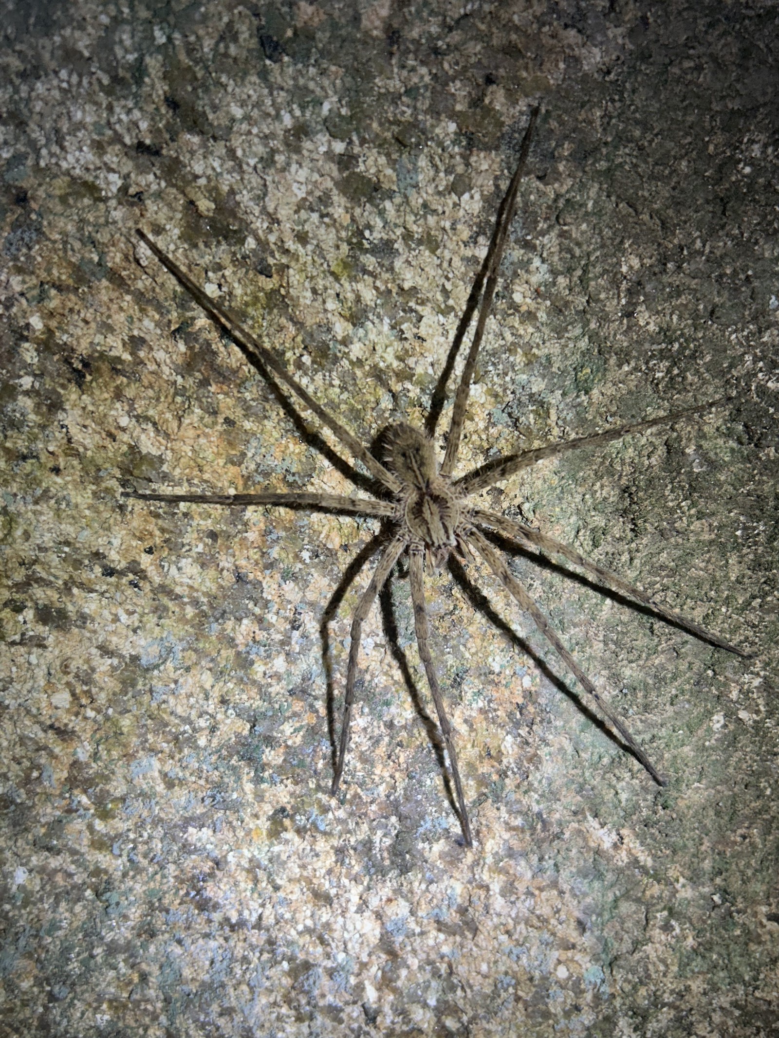 Pico do Papagaio