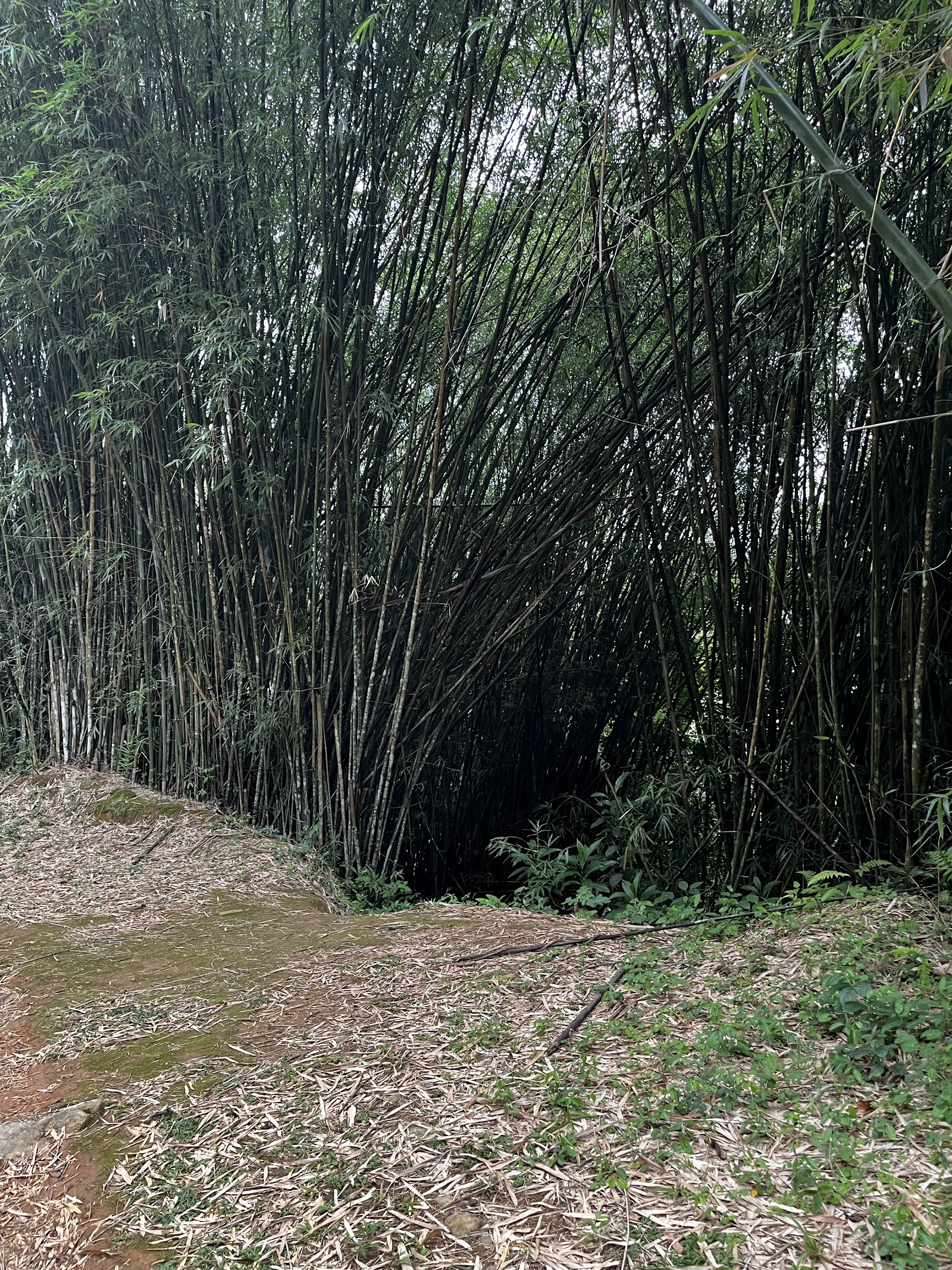 Trilha corta-caminho para Dois Rios