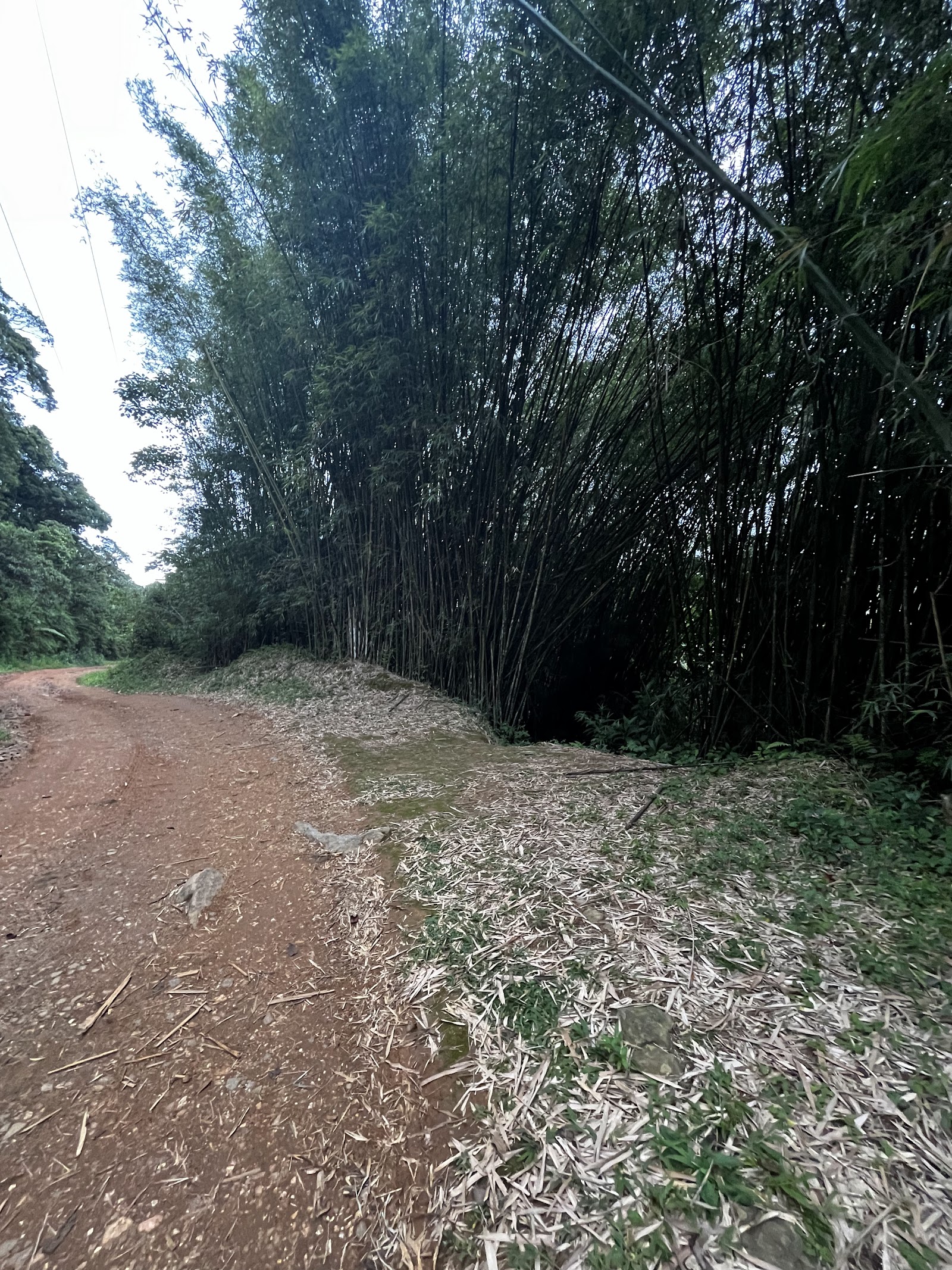 Trilha corta-caminho para Dois Rios