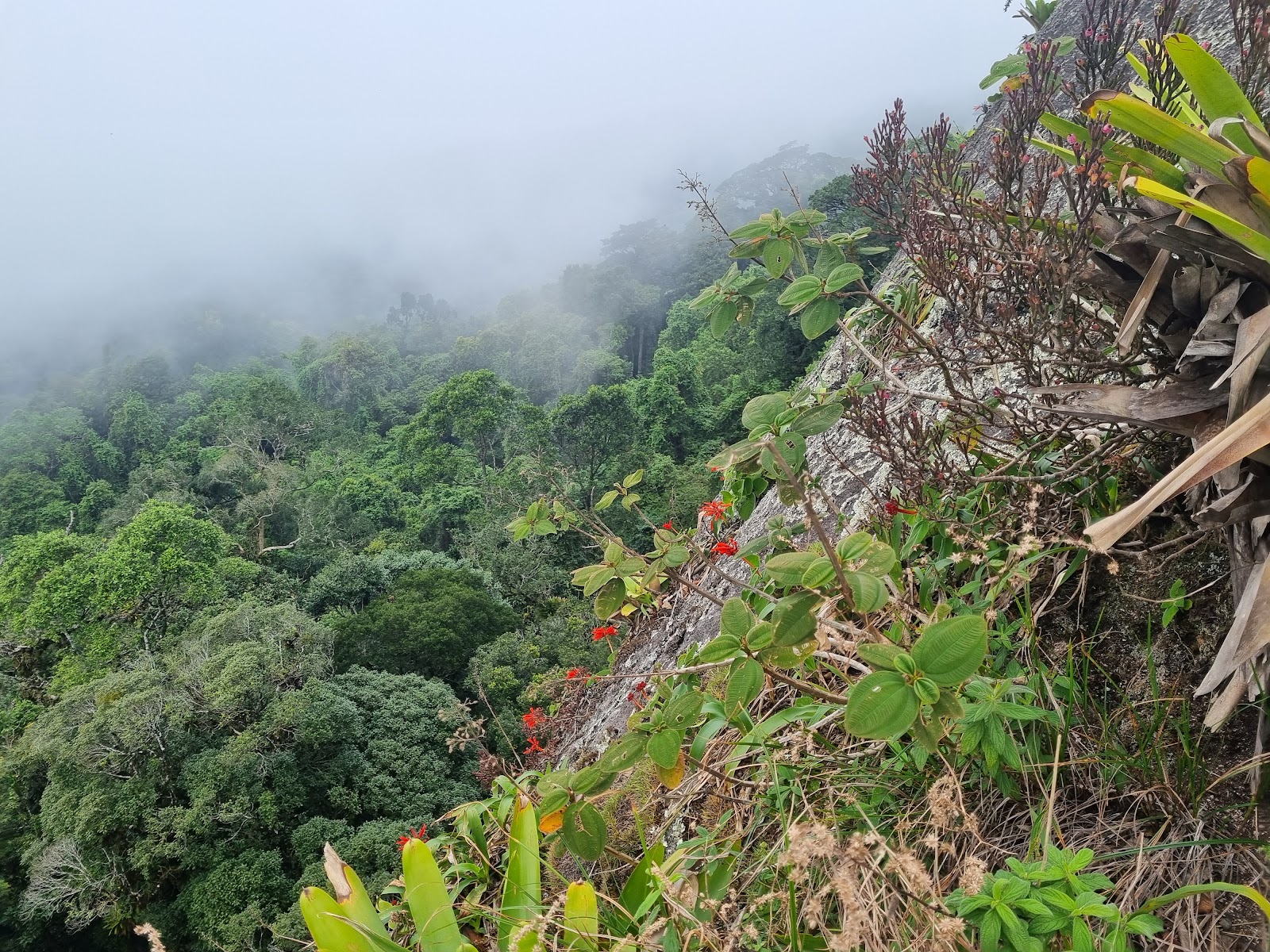 Pico do Papagaio