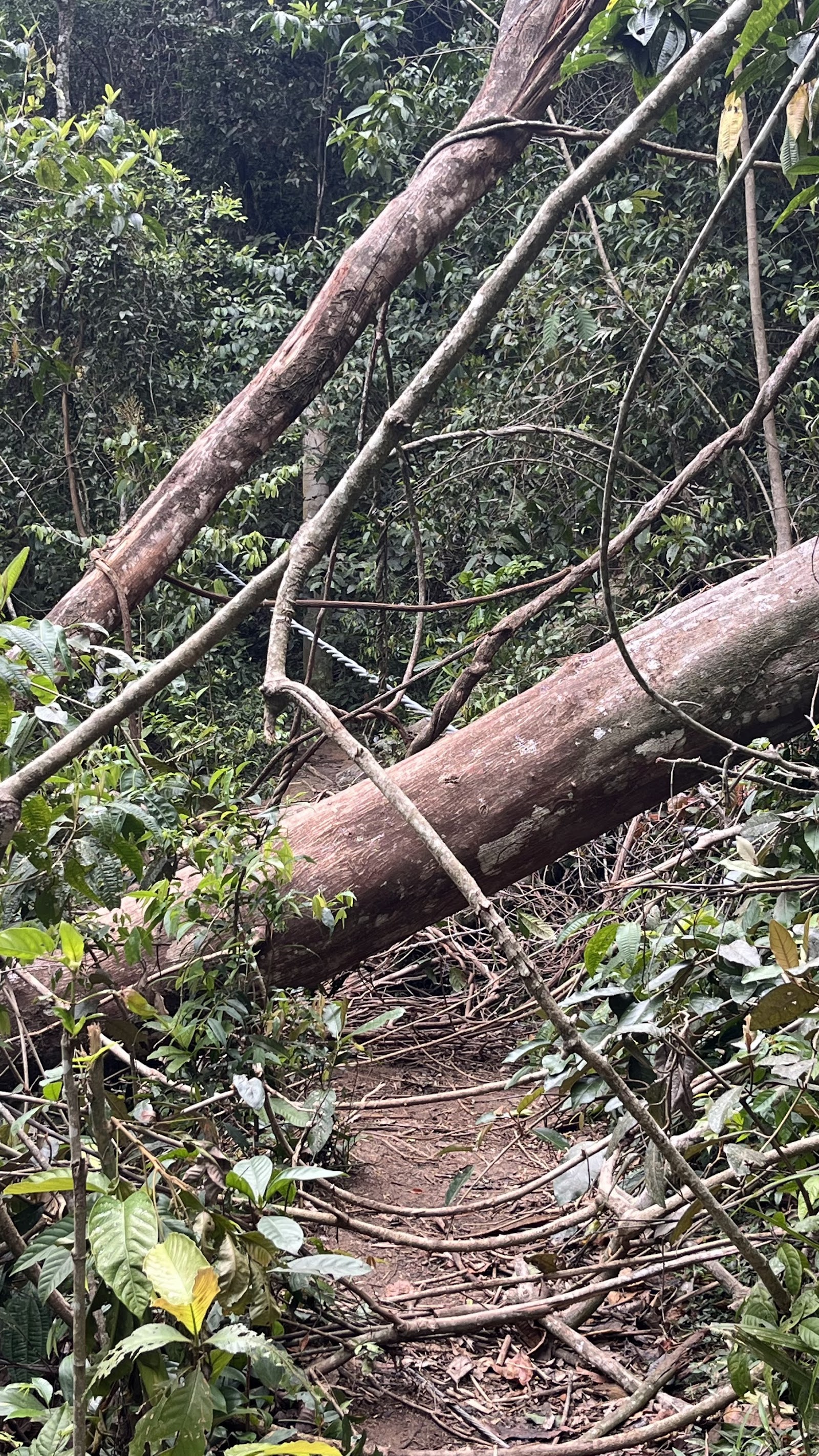 Trevo da Trilha Ferticeira a Trilha Iguaçu