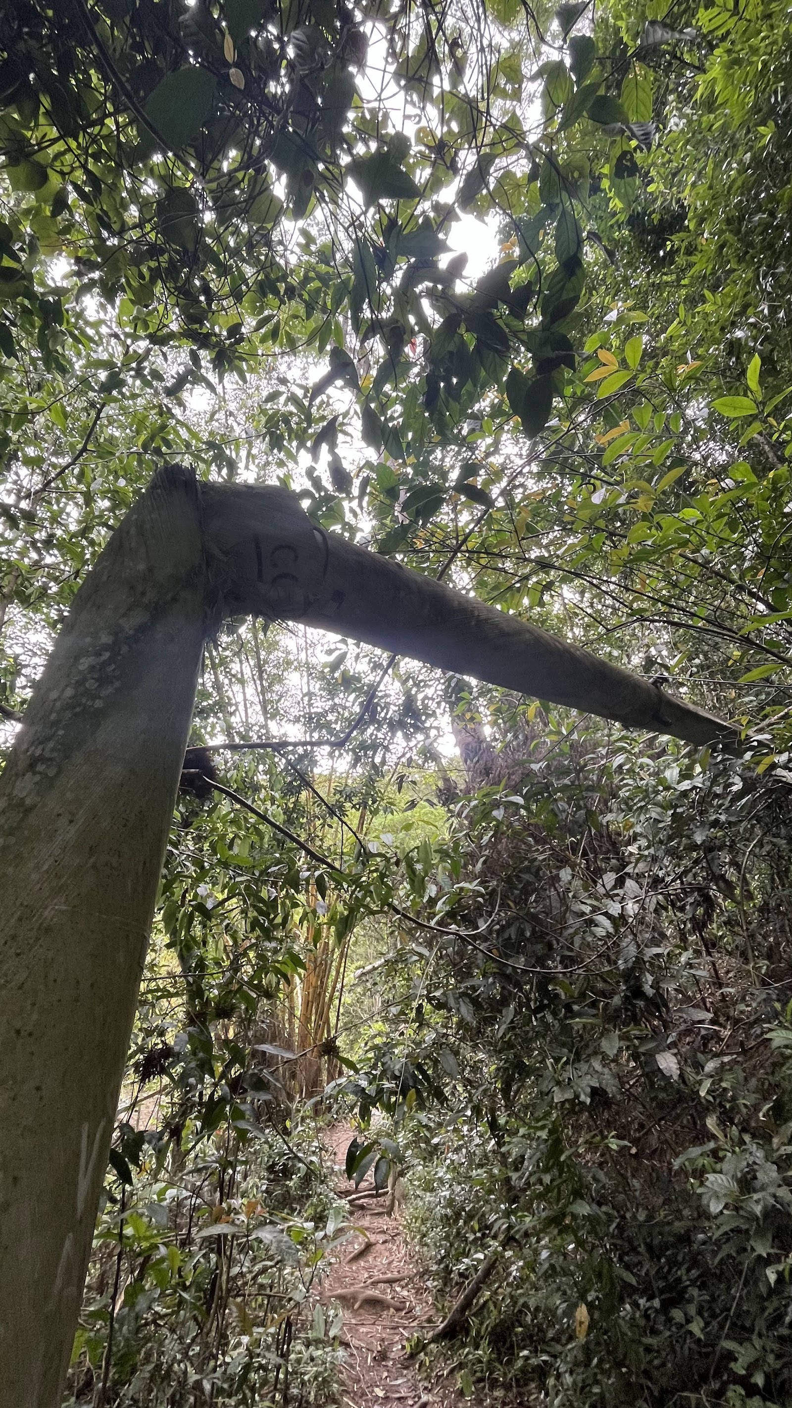 Trevo da Trilha Ferticeira a Trilha Iguaçu