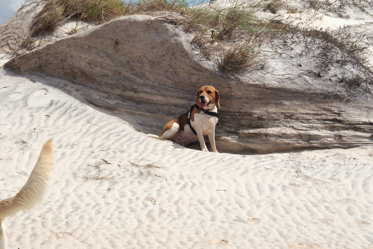 Dunas de Stella Mares