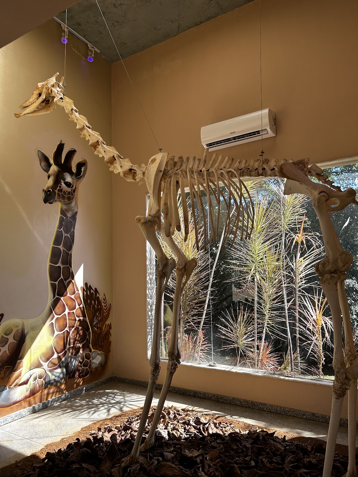 Museu de História Natural