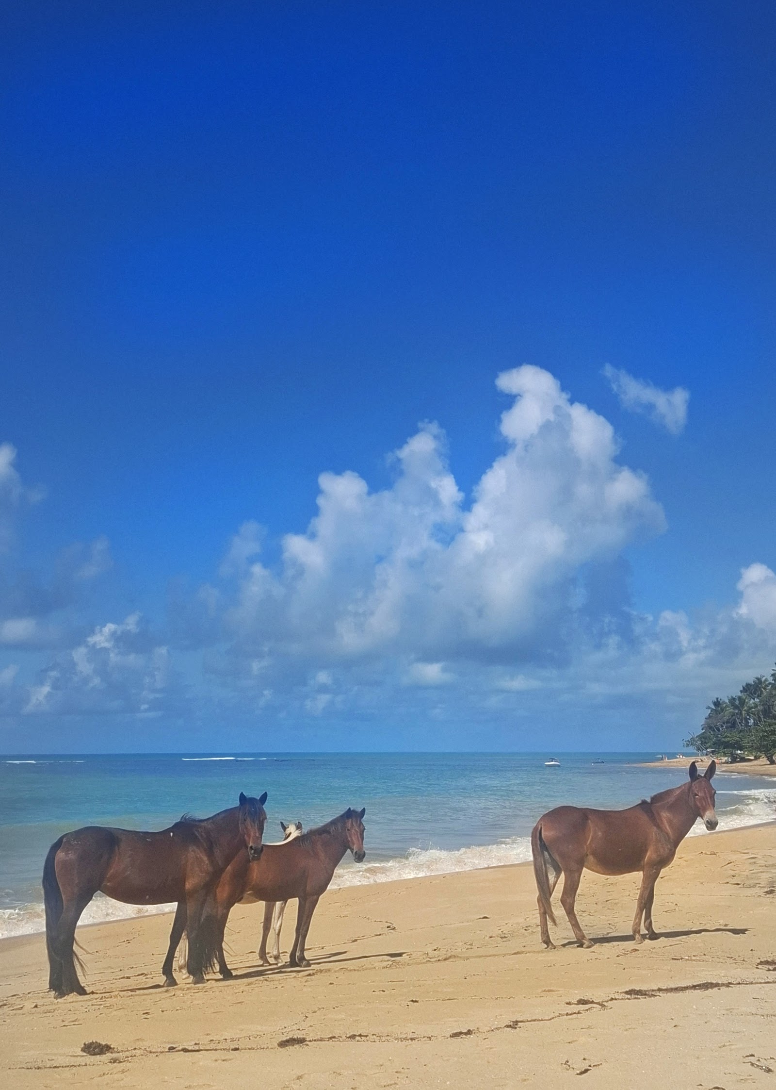 Praia do Satu