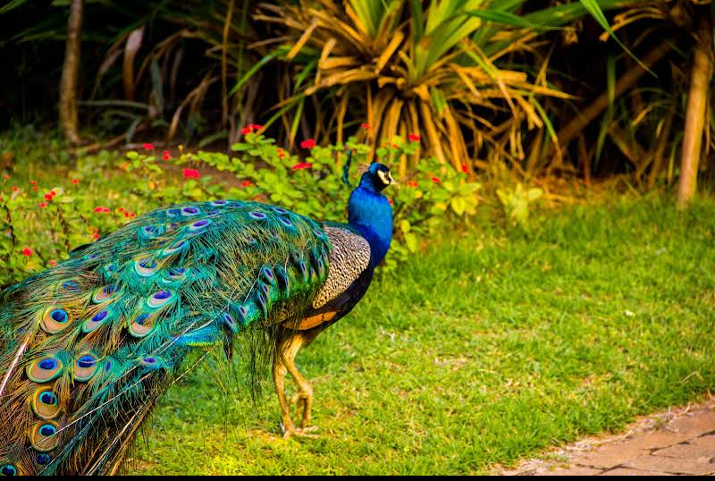 Parque Zoobotânico da Bahia