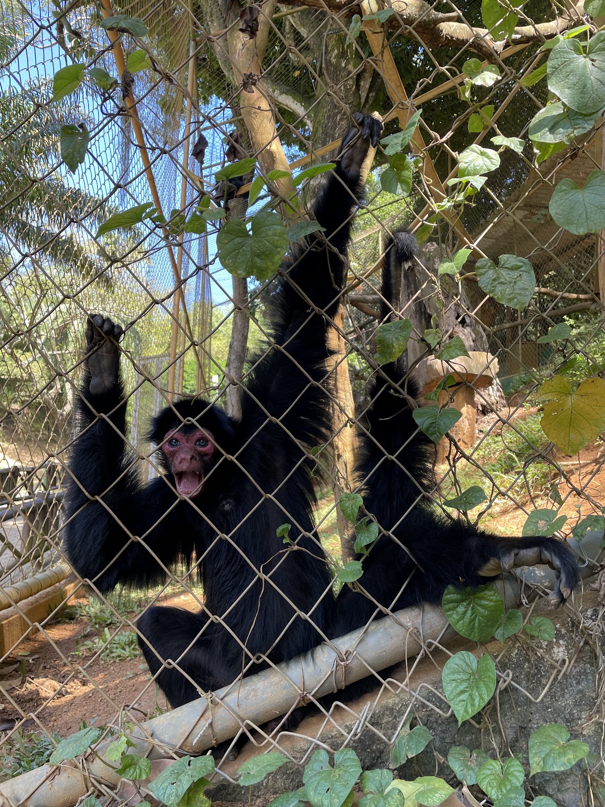 Parque Zoobotânico da Bahia
