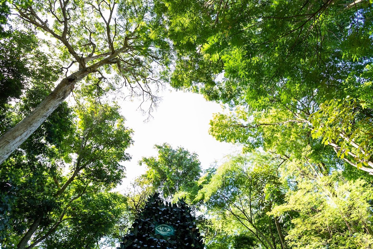 Jardim Botânico de Salvador | Mata dos Oitis