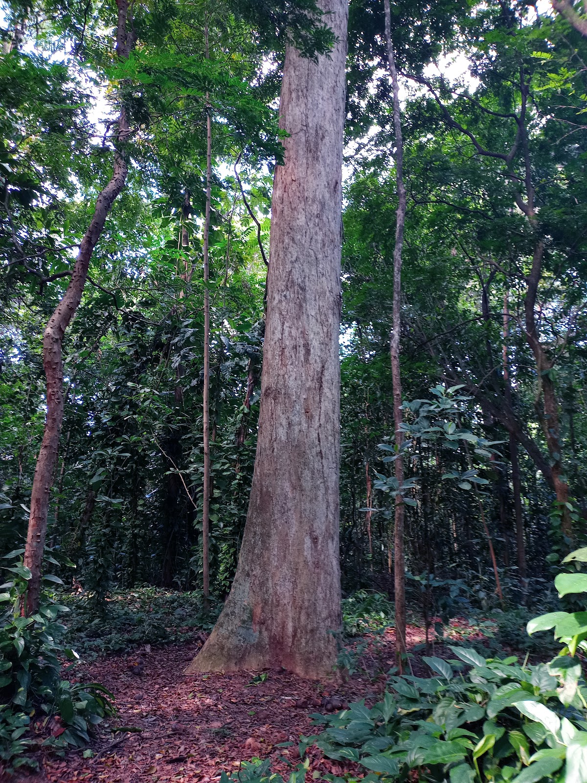 Jardim Botânico de Salvador | Mata dos Oitis