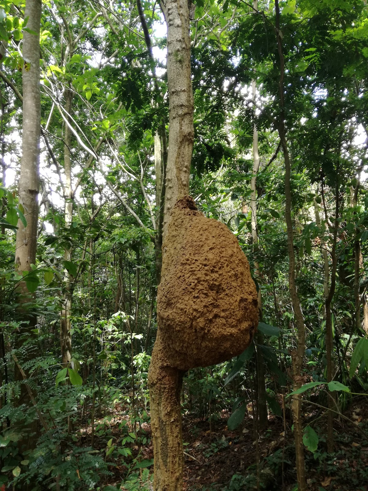 Jardim Botânico de Salvador | Mata dos Oitis