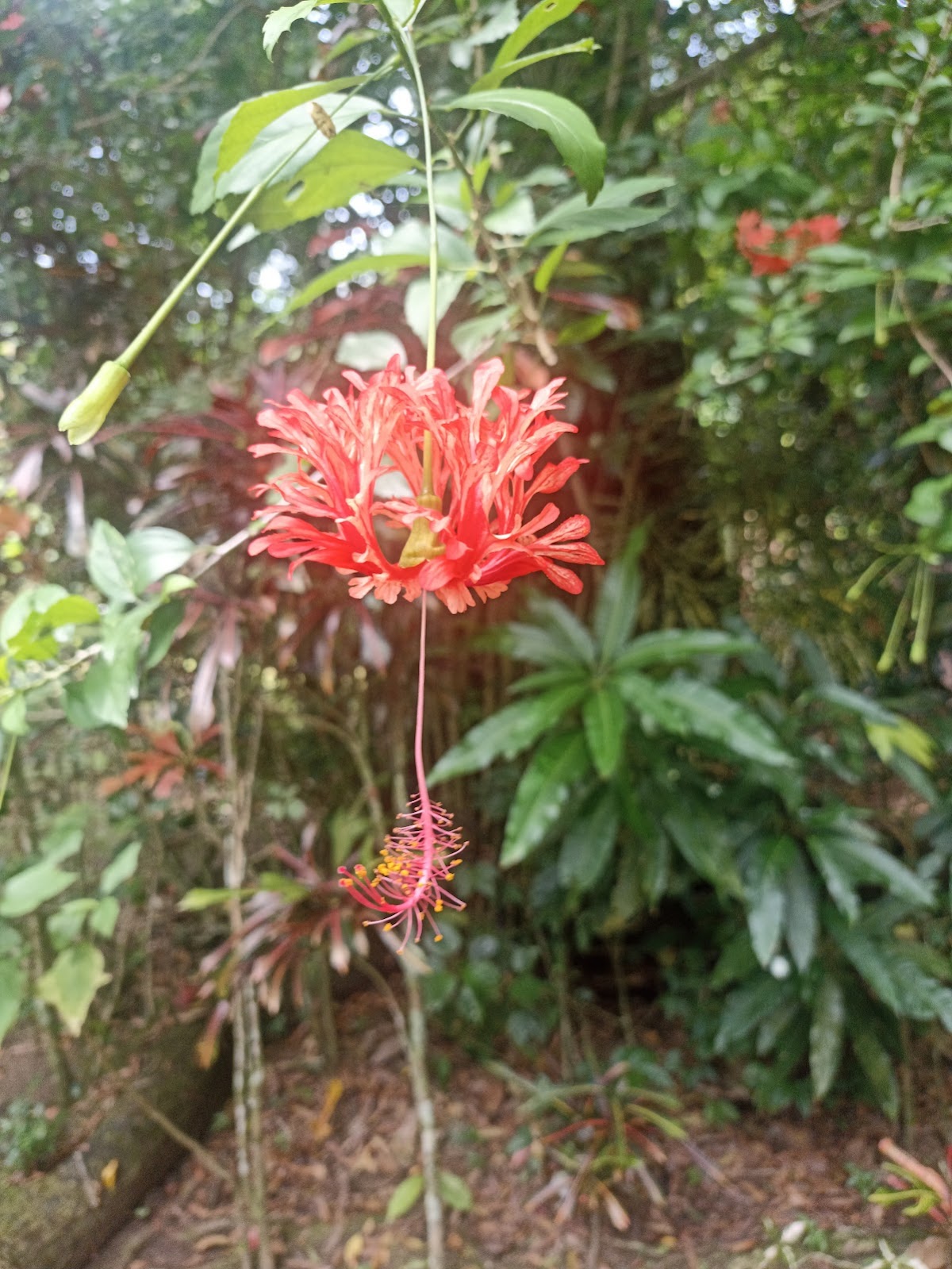 Gruta do Acaia