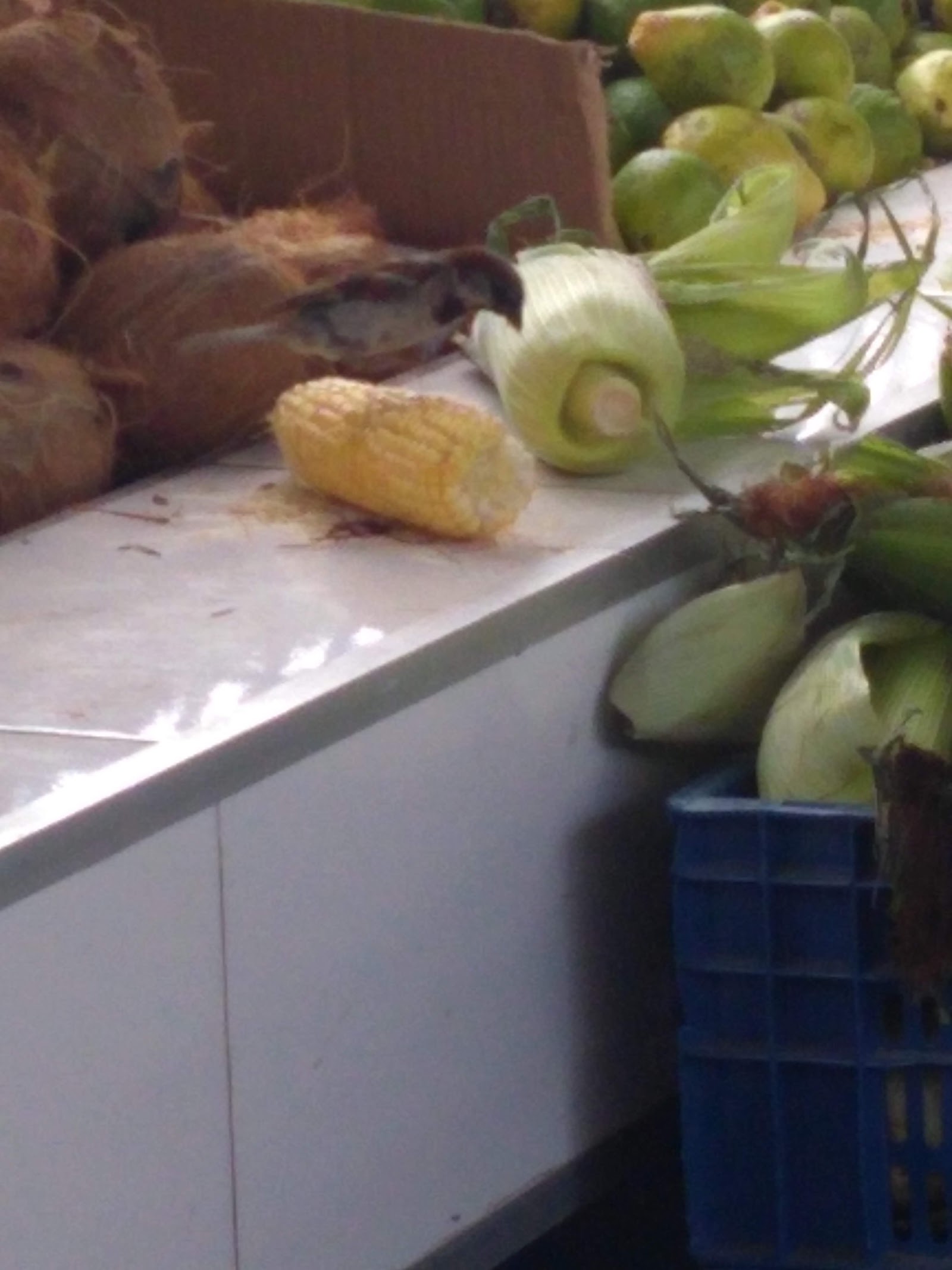 Hort - Frut Feirão