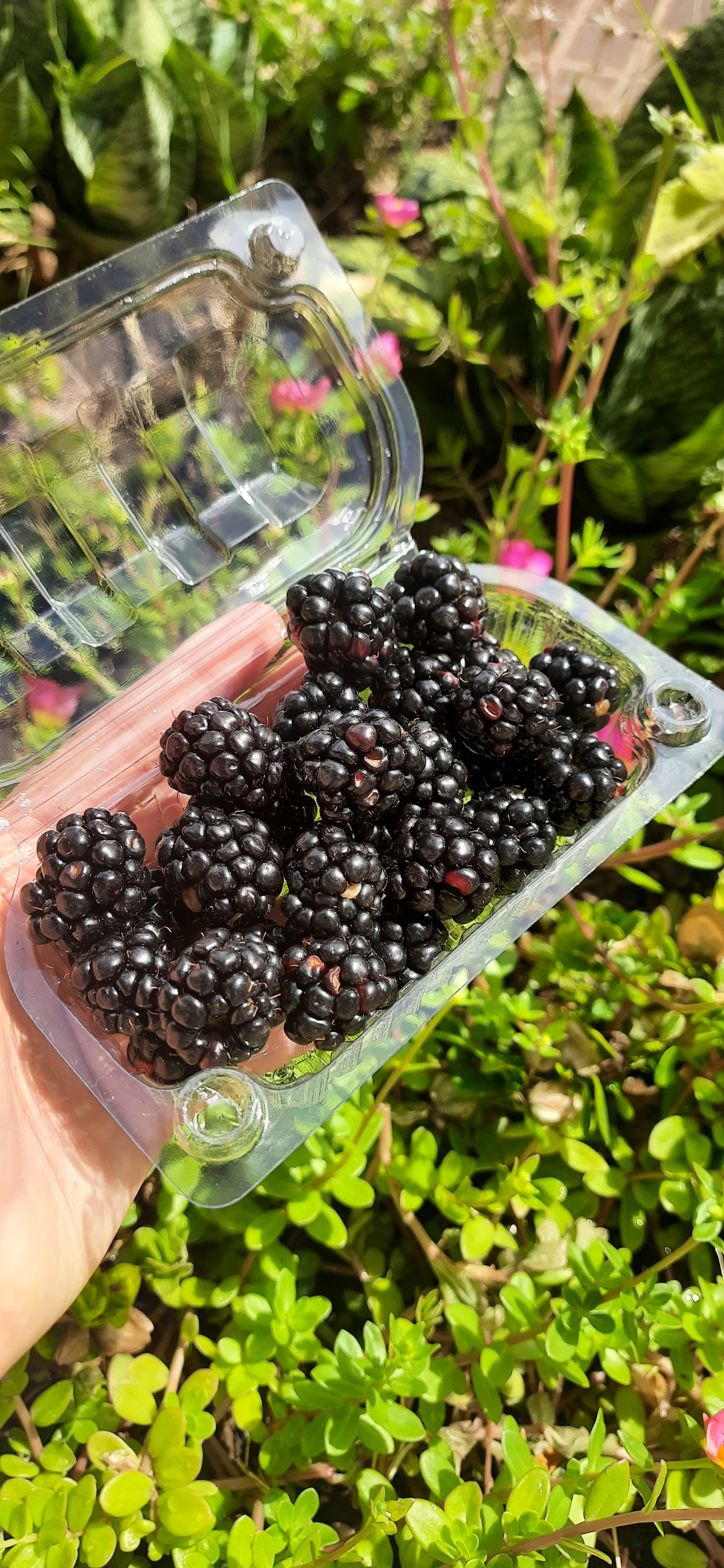 Feira Agroecológica da Pituba