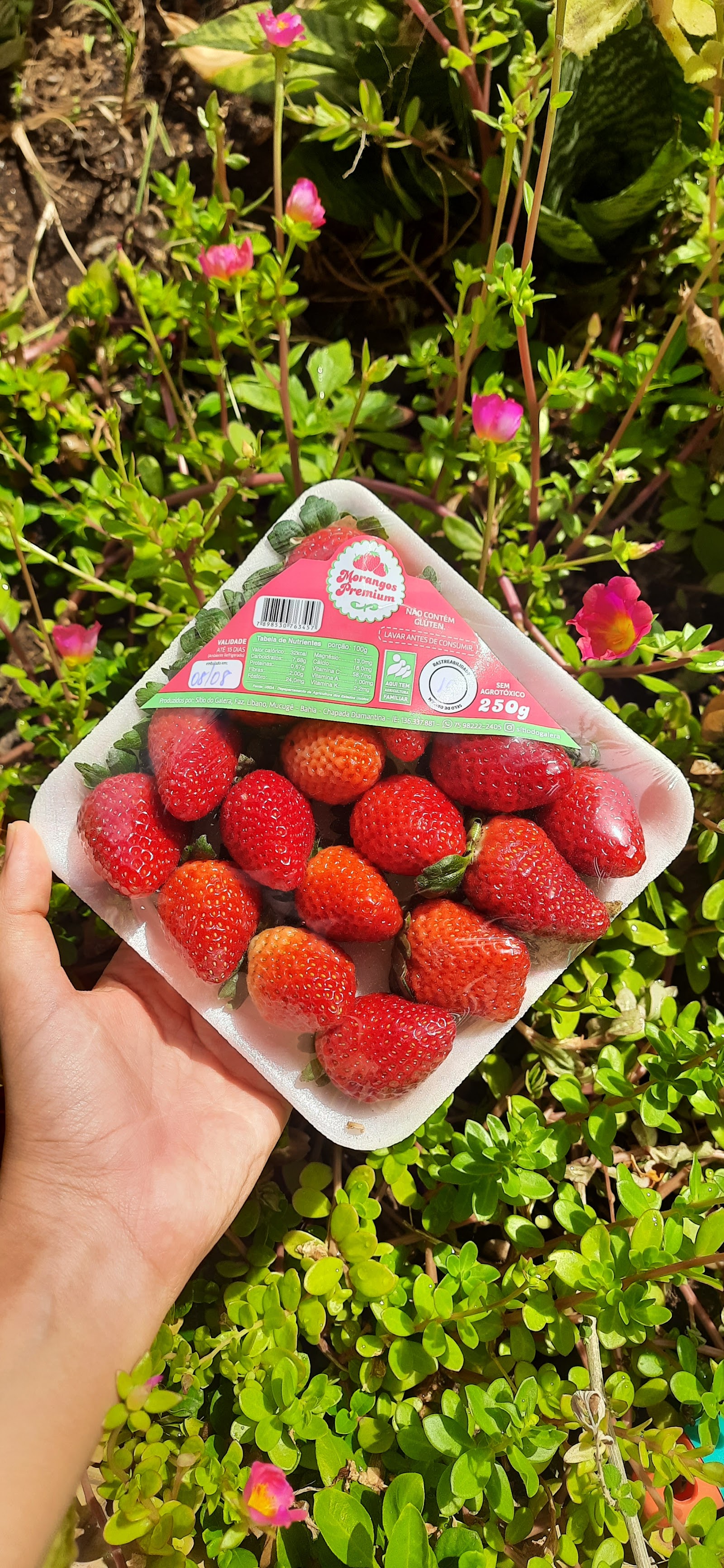 Feira Agroecológica da Pituba