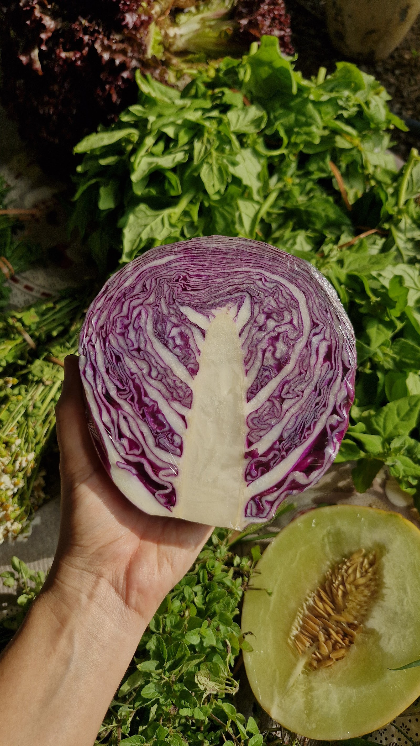Feira Agroecológica da Pituba