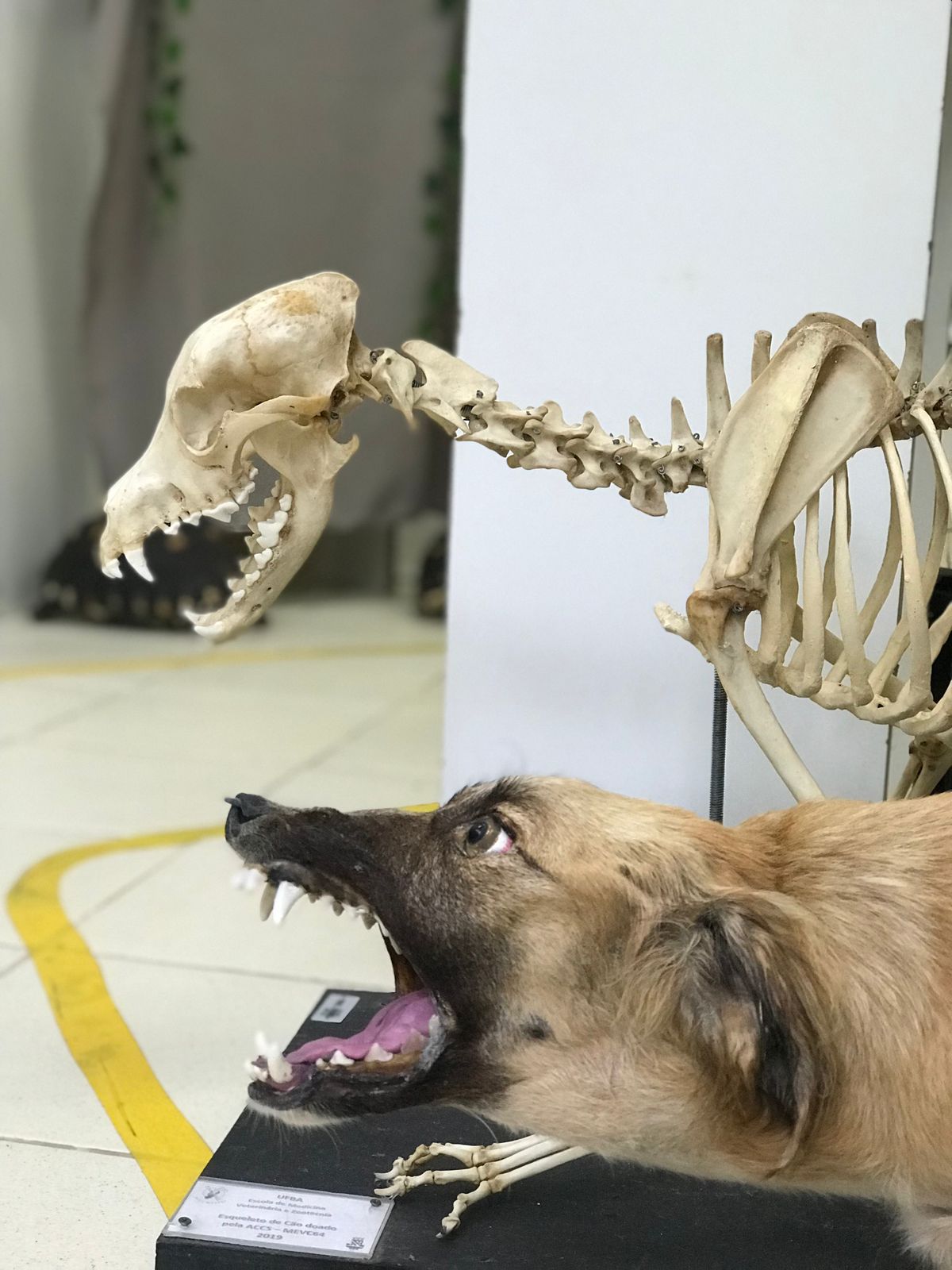 Museu Interativo de Anatomia Comparada