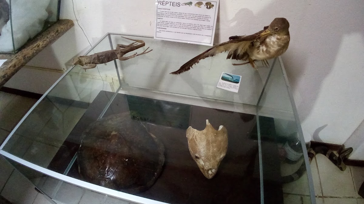 MARAMATA